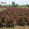 紫葉小檗球價格_紫葉小檗球產地_紫葉小檗球綠化苗木苗圃基地