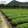 夏鵑價格_夏鵑圖片_夏鵑產地_夏鵑綠化苗木苗圃基地