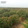 石楠球價格_石楠球圖片_石楠球產地_石楠球綠化苗木苗圃基地