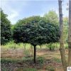小葉梔子花 園林綠化工程 基地直銷 批發 量大優惠 庭院種植 地被