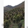 桂花樹 供應批發(fā)地籠桂八月桂苗木 園林綠化庭院 工程苗木