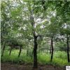 供應樸樹廣西樸樹 占地工程綠化苗 量大優(yōu)惠基地直銷 園林景觀