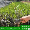 翠蘆莉 袋苗 地被苗批發 園林綠化花壇工程 基地直銷盆栽