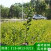 臺灣相思 樹苗批發、工程苗木、基地直銷 綠化工程樹苗