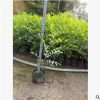 福建七里香九里香 庭院陽臺園林綠植觀賞 驅蚊植物基地供應批發