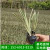 山管蘭地被苗 綠化袋苗、基地直銷、量大價優、品種多樣