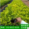 福建黃金葉小苗批發銷售，黃芯梅小苗基地直銷，黃金葉批發