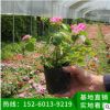 鳳仙花批發 鳳仙花小苗 花卉綠植盆栽地栽 陽臺內室植物盆景