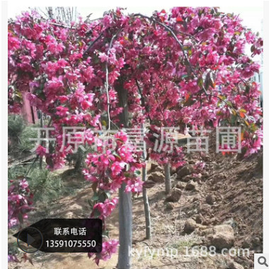 遼寧金葉榆容器杯苗 東北金葉榆營(yíng)養(yǎng)杯苗 金葉榆容器苗成活率高