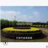 開原苗圃綠化苗木 大量供應(yīng)各種彩葉綠化苗木