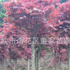 紅楓批發 3-5-7公分的紅楓樹苗 湖南基地最新價格 歡迎采購