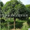 直銷桂花 金桂樹苗 綠化行道樹用苗 湖南8公分八月桂花樹量大優惠