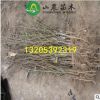 基地銷售水蜜桃苗 嫁接桃果樹苗 當年結果桃苗 量大從優