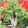 景觀(guān)植物盆栽花卉石榴樹(shù)樁微型盆栽花卉批發(fā)市場(chǎng)苗圃直銷(xiāo)石榴樹(shù)