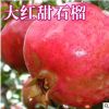 山東苗木基地直銷(xiāo)1-20公分石榴樹(shù)苗 掛果石榴樹(shù)園林工程綠化苗木