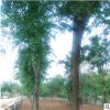 皂角樹苗出售1-8公分規格齊全皂角樹 道路綠化樹木 皂角樹苗批發