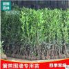 法國冬青樹苗籬笆圍墻苗四季常青庭院綠化冬青苗珊瑚樹苗