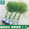 批發(fā)庭院綠化青竹苗 紫竹苗 金鑲玉竹苗 盆栽植物 竹子苗