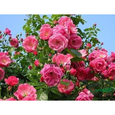 *低價雪松-農戶直銷價格表；歡迎垂詢、歡迎預訂、量大優惠。