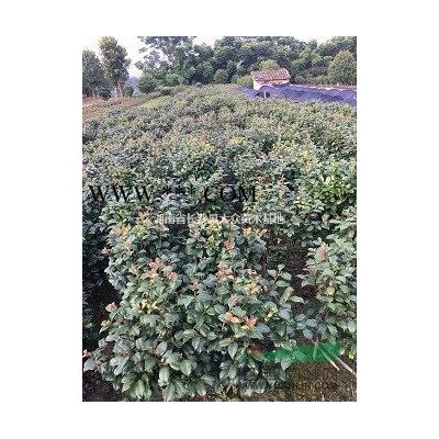 湖南廣玉蘭基地