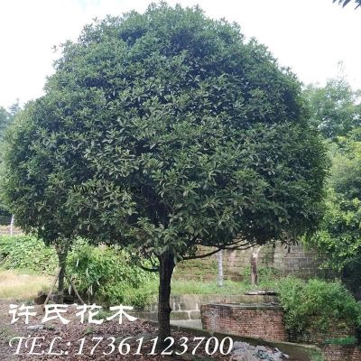 羊蹄甲，四川羊蹄甲，重慶紅花羊蹄甲，精品羊蹄甲