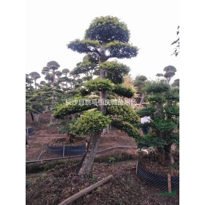 欏木石楠樁，湖南欏木石楠，造型欏木石楠，欏木石楠樁價格