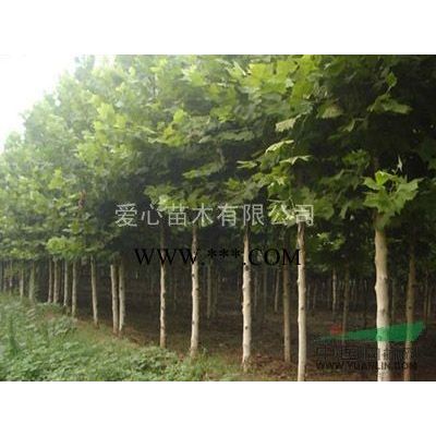 山東四零的秋樹(shù)便宜批發(fā)四零公分楸樹(shù)便宜批發(fā)，山東精品大秋樹(shù)批