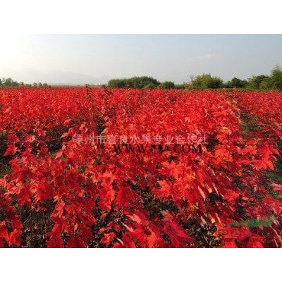 供應(yīng)廣玉蘭 廣玉蘭價(jià)格 規(guī)格*