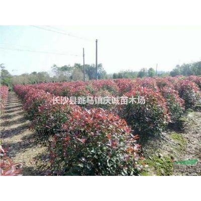紫玉蘭，紅花玉蘭，二喬玉蘭，白玉蘭，廣玉蘭