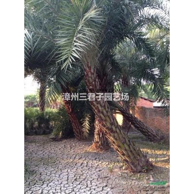 黃花風鈴木 專業種植精品黃花風鈴木 農戶一手貨源