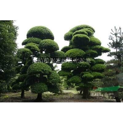 造型羅漢松、桂花、香樟、紅花繼木、杜鵑、茶花、廣玉蘭、