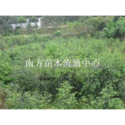 棕櫚、唐棕櫚、湖南棕櫚