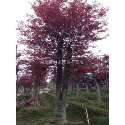 香泡報價/湖南香泡報價