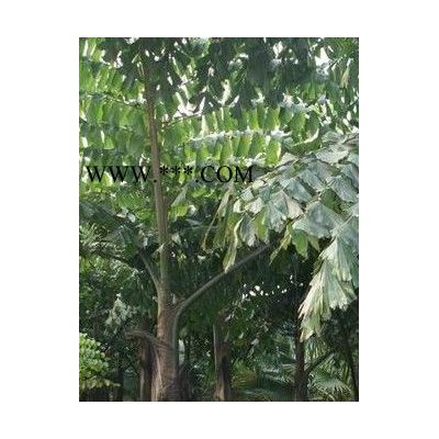 塔柏，桂花樹(shù),樟樹(shù),杜英，紅枝木,羅漢松，紫微等綠化苗木
