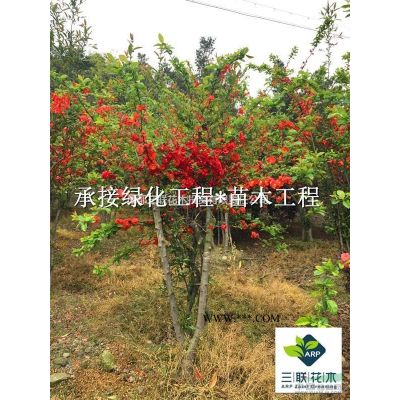 精品樂昌含笑、供應樂昌含笑、成都樂昌含笑基地、樂昌含笑批發