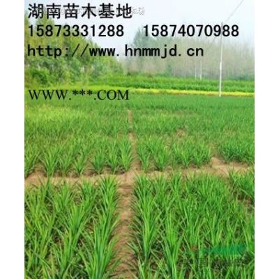 紅葉石楠球 瀏陽市澤云苗木種植專業(yè)合作社