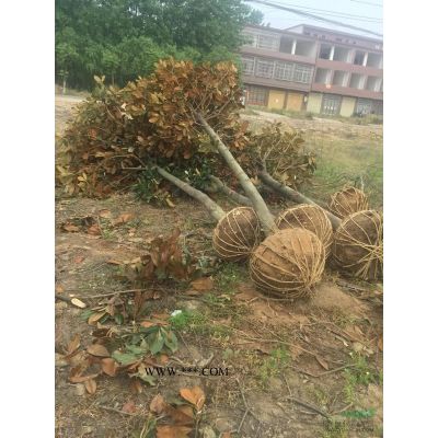 紅葉石楠種植技術 紅葉石楠價格趨勢