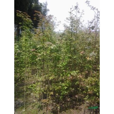 紅葉石楠1*新價格/紅葉石楠1報價