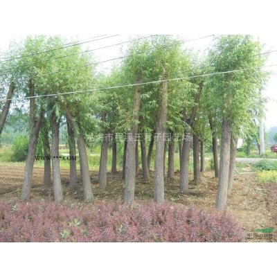 福建羅漢松