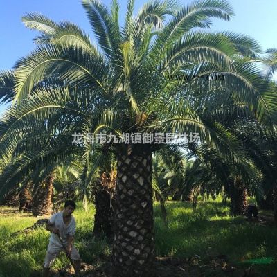 優質特價福建香泡 漳州香泡農戶產地直銷