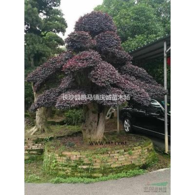 20公分全冠香泡樹，15公分移栽骨架香泡樹，香櫞樹，湖南香泡