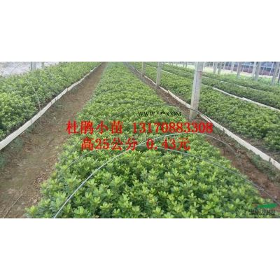 江西地區(qū)供應(yīng)紅葉石楠杜鵑茶梅