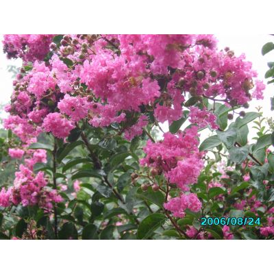 供應樂昌含笑小苗（杯苗，地苗），千層金（杯苗），紅葉李