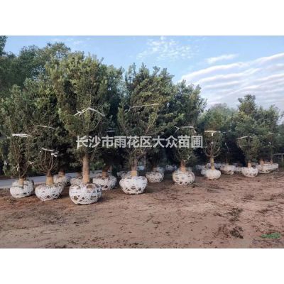 湖南紅葉石楠基地