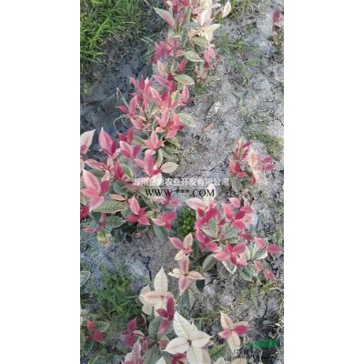 高桿紅葉石楠低價處理地徑5.5-8CM