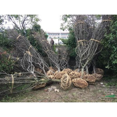 供應香泡