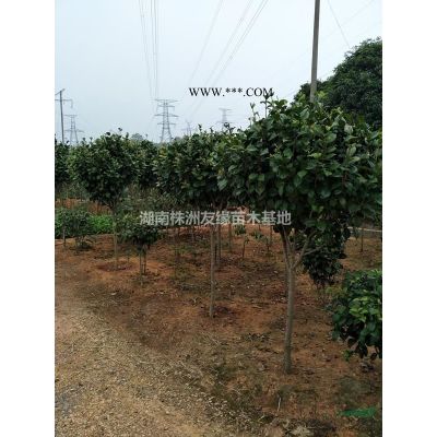欒樹價(jià)格、湖南12-15公分移栽欒樹價(jià)格、全冠欒樹價(jià)格、欒樹