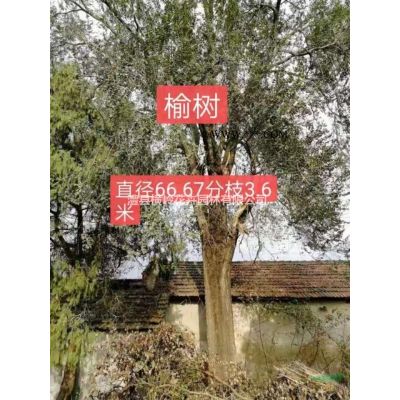 榆樹，夜槐樹，樸樹，櫸樹烏桕及各種南方鄉土樹。