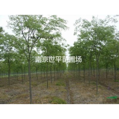 紫薇價格 3公分紫薇 5公分紫薇8公分紫薇10公分紫薇價格