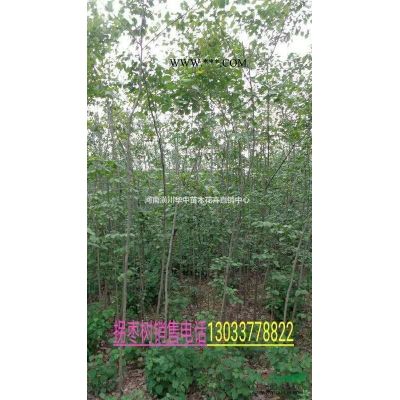 紫薇上車價格紫薇銷售價格紫薇直銷價格紫薇生產基地自產自銷價格